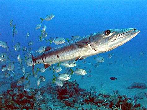 Barracuda - Wikipedia