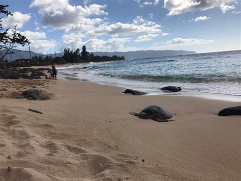 Turtle Bay Beach (Kahuku) - 2020 What to Know Before You Go (with Photos) - Tripadvisor