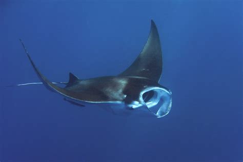 Ecology and conservation of reef manta rays in Mayotte • Marine Conservation Ecology Lab