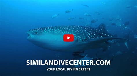 Whale shark encounter at Richelieu rock at Phang Nga Thailand