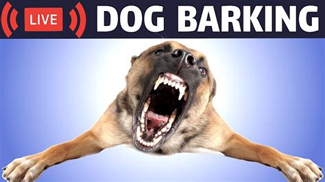 What Does A Dog Sound Like Barking