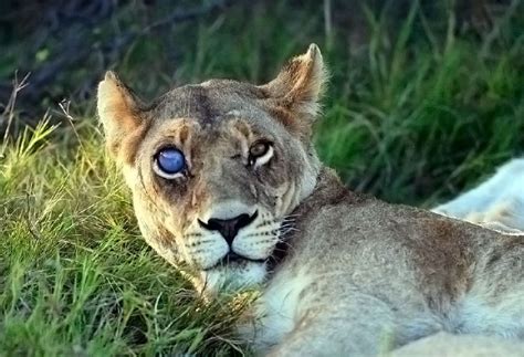 Pin by STILLALIVE on Animals | Different colored eyes, Lions, Animals