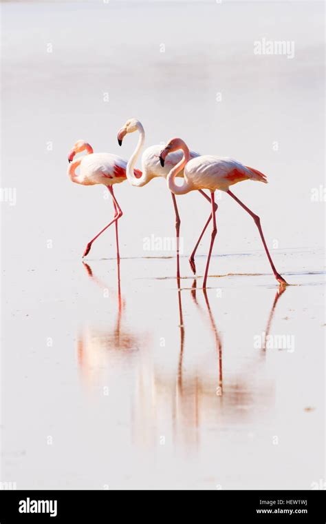 3 flamingos standing in the water during the Annual flamingo migration to Larnaca Salt Lake ...