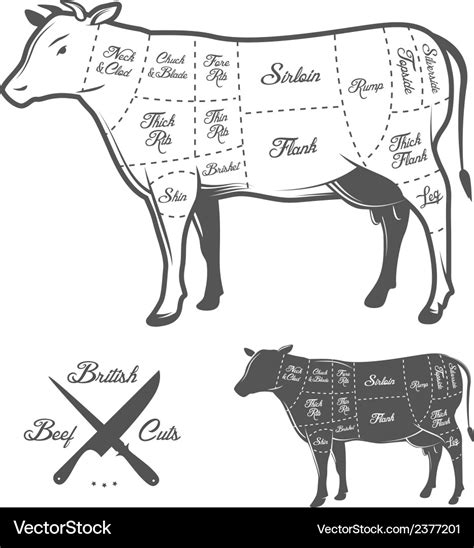 British butcher cuts beef diagram Royalty Free Vector Image