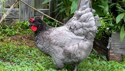 Olive Egger Chickens All You Need To Know: Eggs, Appearance, And More