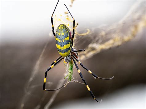 Is the Joro Spider Venomous? Numbers of Large Invasive Species Explode in Georgia - Newsweek