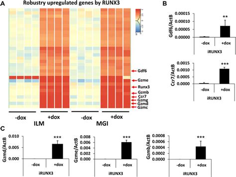 Frontiers | Comparative transcriptomic analysis of Illumina and MGI ...