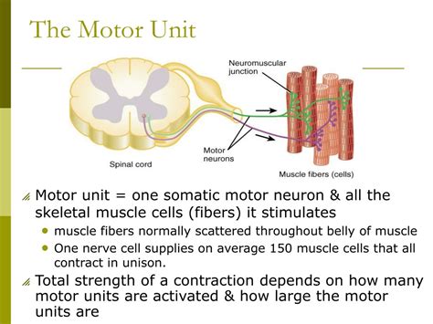 PPT - Muscle Physiology PowerPoint Presentation, free download - ID:9199161