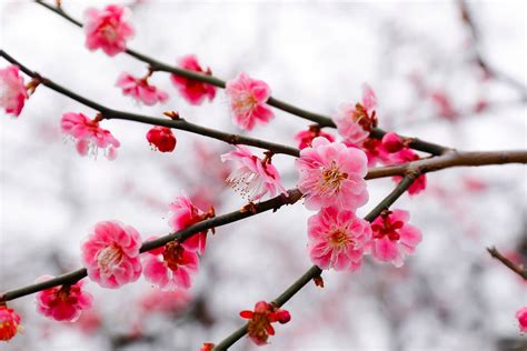 Japanese Plum Blossom Wallpapers - Top Free Japanese Plum Blossom ...