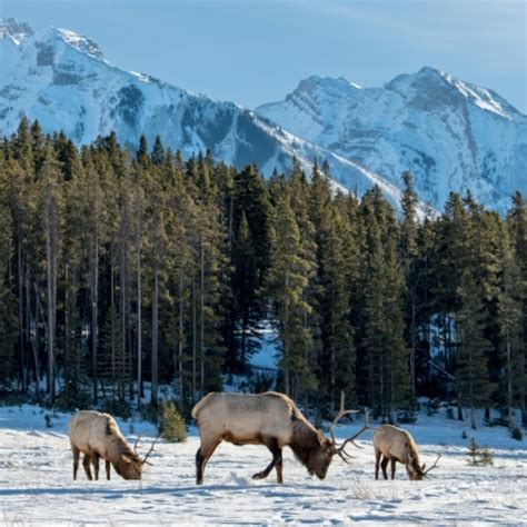 Boreal Forest/Taiga Biome | Let's Talk Science