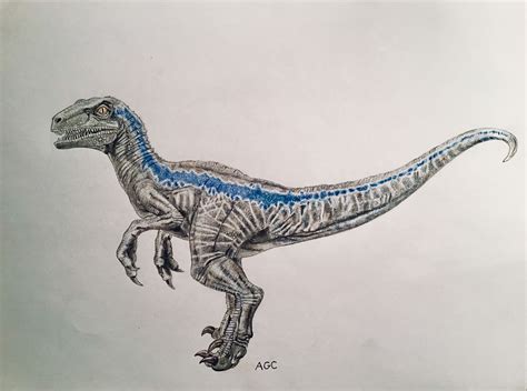 My drawing of “Blue” from Jurassic world | Dinosaur drawing, Blue drawings, Dinosaur tattoos