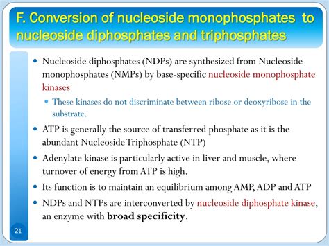 PPT - Nucleotide Metabolism PowerPoint Presentation, free download - ID:9221444