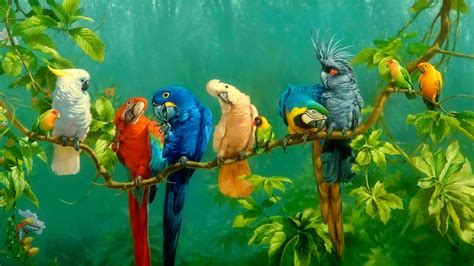 Parrots Wallpapers - Wallpaper Cave