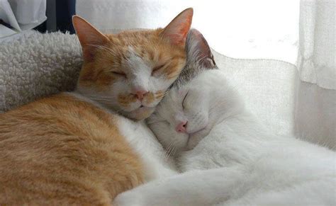 25 Incredibly Cute Pictures of Cuddling Cats - We Love Cats and Kittens