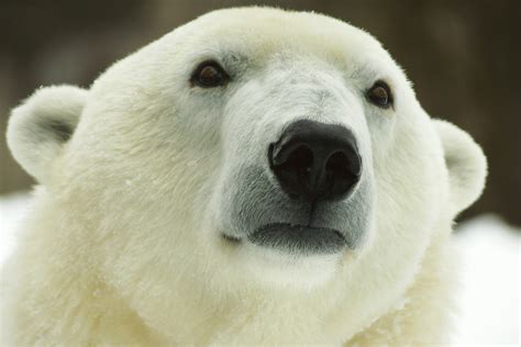 Polar bear kills young mother and 1-year-old son in rare attack