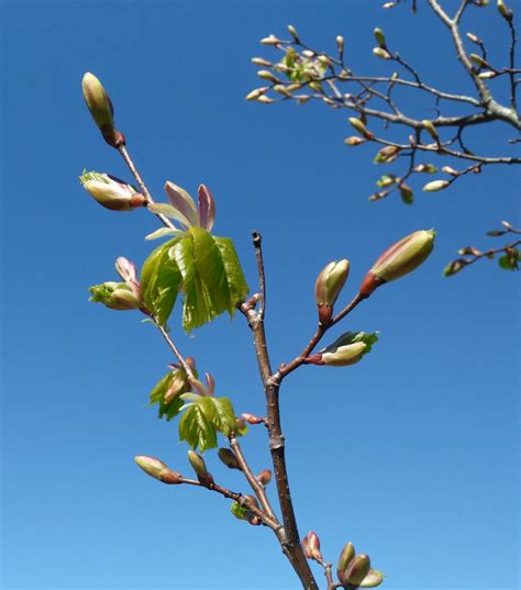 The Parable of the Budding Fig Tree and all the trees coming into leaf ...