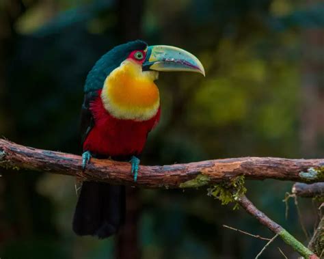 Green-billed toucan - Facts, Diet, Habitat & Pictures on Animalia.bio