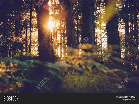 Sunset Pine Forest Image & Photo (Free Trial) | Bigstock