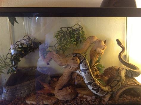 ball python enclosure | Ball python, Snake enclosure, Ball python pet