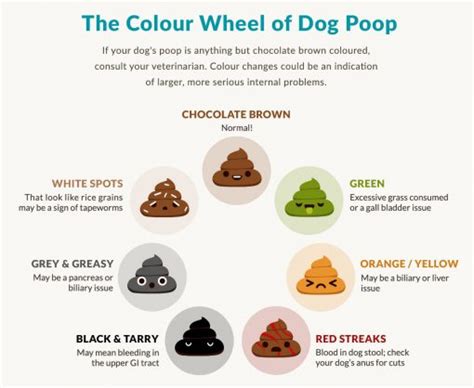 The Ultimate Guide to Dog Poop | Poop Color | Dr. Marty Pets