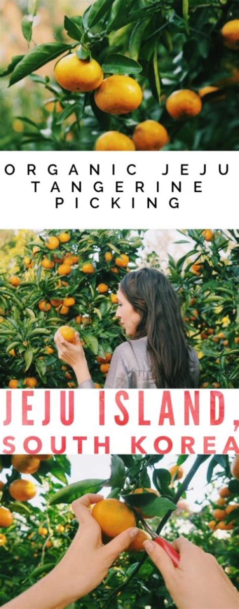 Jeju Tangerine Picking Guide: Jeju Island, South Korea - Television of Nomads