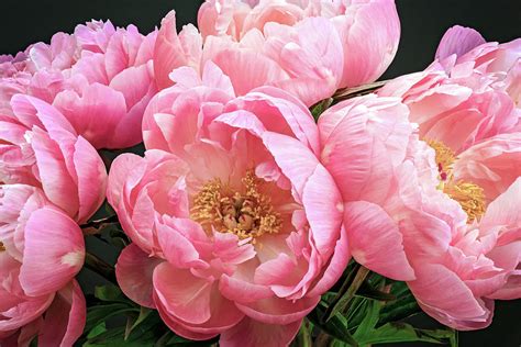 Pale Pink Peonies Photograph by Melanie Lawson - Fine Art America