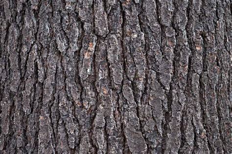 Free picture: oak, nature, tree, wood, texture, pattern, bark, dry, outdoor