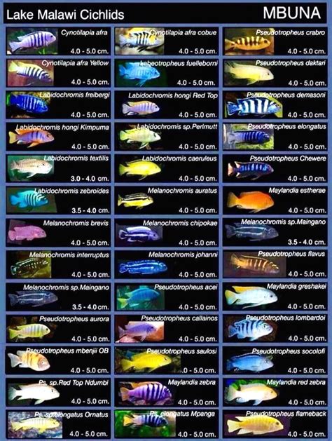 Lake Malawi Cichlids: Mbuna | Cichlids, Malawi cichlids, Tropical freshwater fish