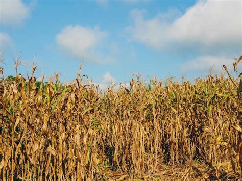 Premium Photo | Corn field during harvest and blue skydry corn fields ready for harvest