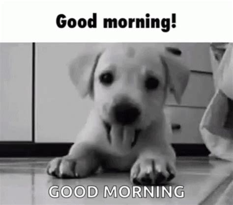 Good Morning Dog GIF - GoodMorning Dog Cute - Discover & Share GIFs