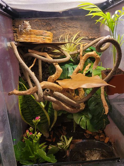 Rate my enclosure for my gray tree frog? : r/TreeFrogs