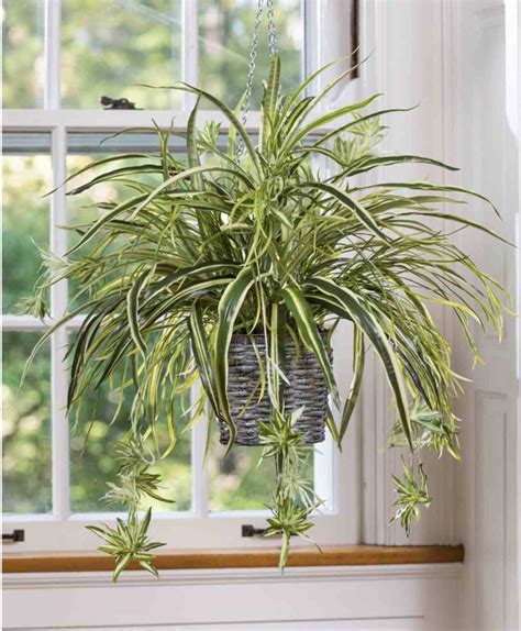 25+ Exceptional Indoor Hanging Plants for You