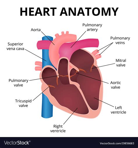 Basic Heart Anatomy