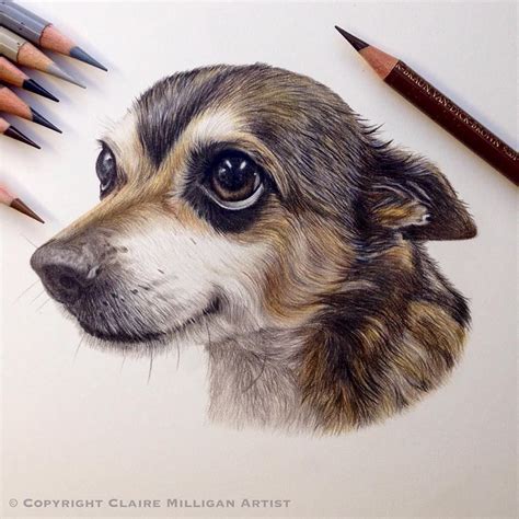 Pet Portrait Sketch at Barbara Gaskin blog