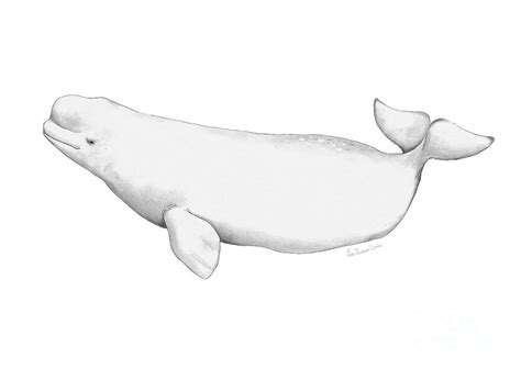 The White Beluga Whale Illustration Drawing by Ziva Viviana Doria ...