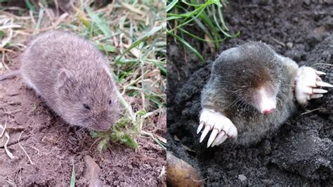 Difference Between Moles And Voles