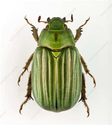 Jewel scarab beetle - Stock Image - C002/3901 - Science Photo Library