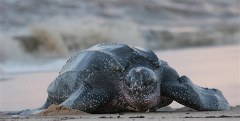 Leatherback Turtles are "Sea Dogs" of the Ocean - Maui Ocean Center