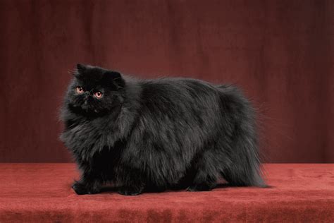 The Black Persian Cat: A Comprehensive Guide • Kritter Kommunity