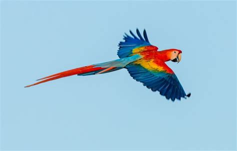 How the Stunning Scarlet Macaw Came Back From the Brink - Capitals Coalition