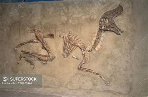 Skeleton of Lambeosaurus magnicristatus. Lambeosaurus is a genus of ...