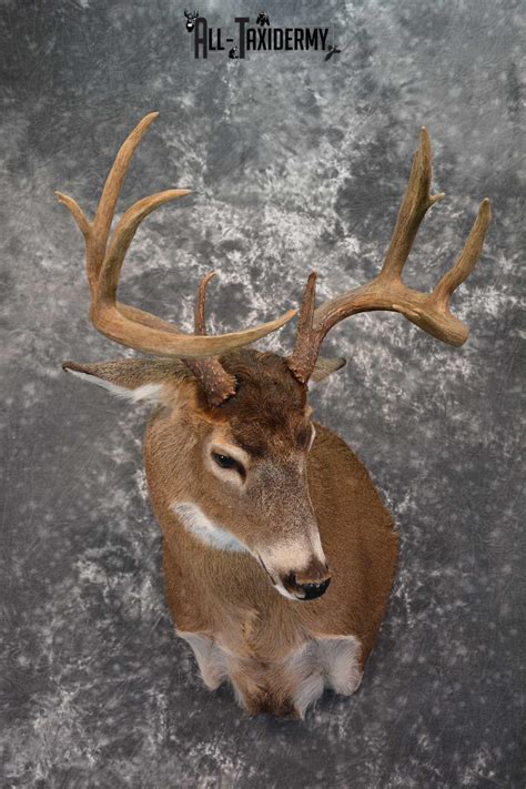 Canadian Whitetail Deer Shoulder Taxidermy Mount SKU 1548 | All Taxidermy