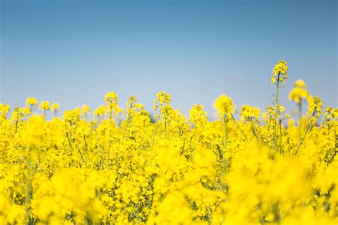 Blooming Canola Rapeseed Field Free Stock Photo | picjumbo