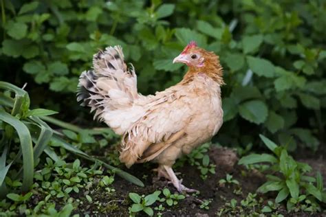 Serama Chicken - Meet The Smallest Bantam Breed In The World