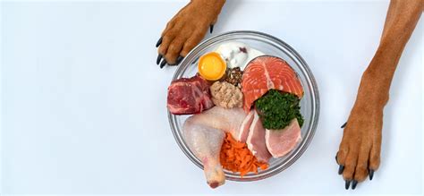 Dog Food Ingredients: What Ingredients You Should Avoid? – mypetguru.com