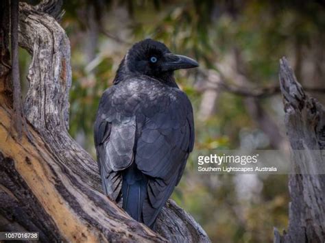 Forest Raven Photos and Premium High Res Pictures - Getty Images