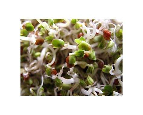 Growing Organic Broccoli Sprouts | Sproutpeople