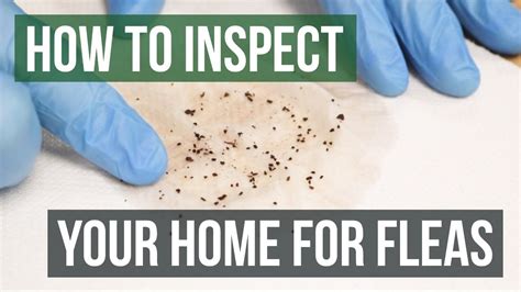 How To Get Rid Of Fleas In Your House With Hardwood Floors | Floor Roma