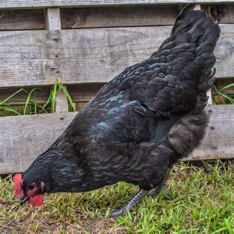 Jersey Giant Chicken: Eggs, Height, Size and Raising Tips