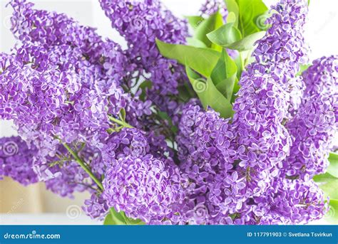 Bouquet of purple lilacs stock image. Image of close - 117791903